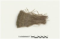 藏品(合葉蘚屬)的圖片